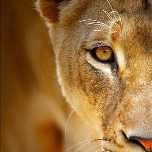 Meet your Posher, Fifi